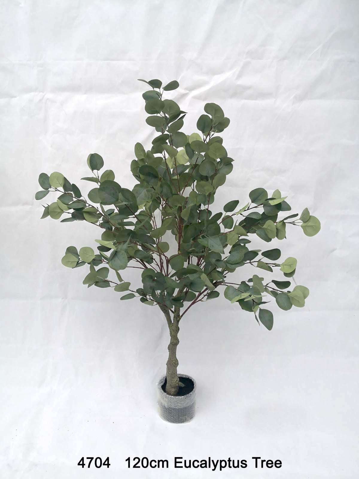 Eucalyptus Plant