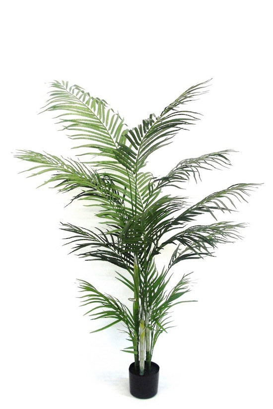 Areca Plant